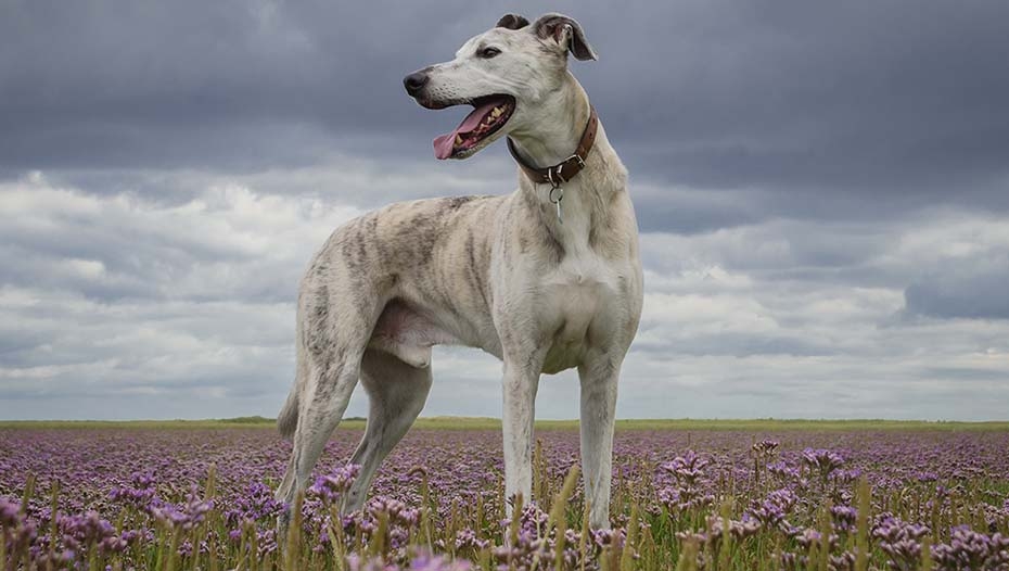 Long haired 2024 lurcher dog